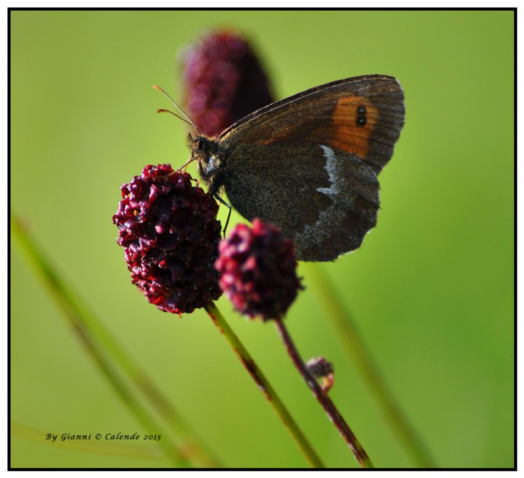 Erebia aethiops? No, Erebia euryale